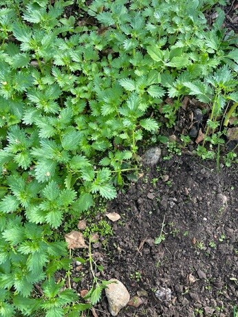 Weekly catch up with garden and propagation
