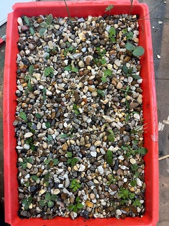 Weekly catch up with garden and propagation