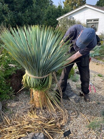 Weekly catch up with garden and propagation