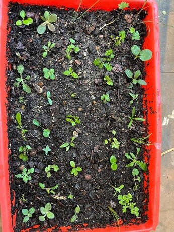 Weekly catch up with garden and propagation