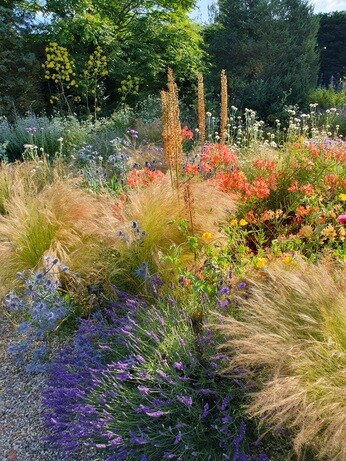 Eremurus: The Garden’s most sumptuous spires