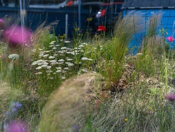 Beth Chatto's Meanwhile Garden