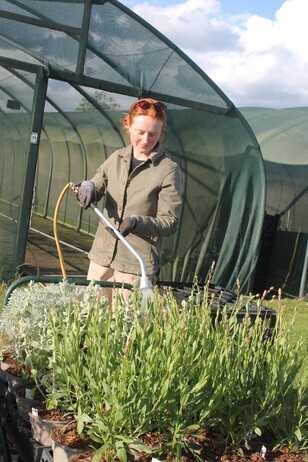My year as a trainee at Beth Chatto's Plants & Gardens