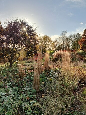 My year as a trainee at Beth Chatto's Plants & Gardens