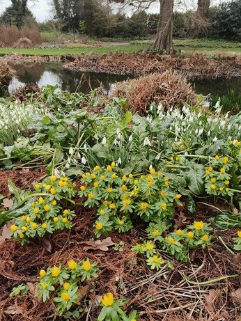 My year as a trainee at Beth Chatto's Plants & Gardens
