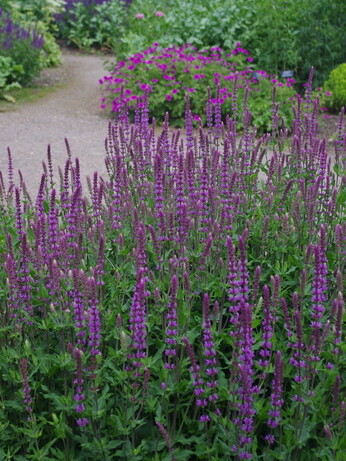 Eremurus: The Garden’s most sumptuous spires