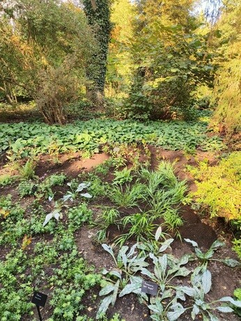 My year as a trainee at Beth Chatto's Plants & Gardens