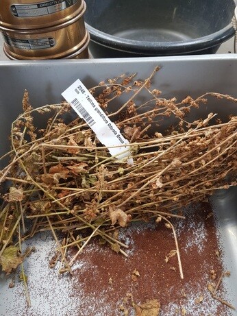 Weekly catch up with garden and propagation
