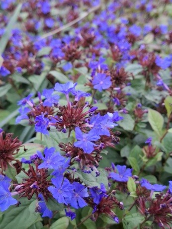 Weekly catch up with garden and propagation