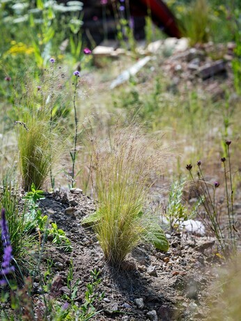 Beth Chatto's Meanwhile Garden