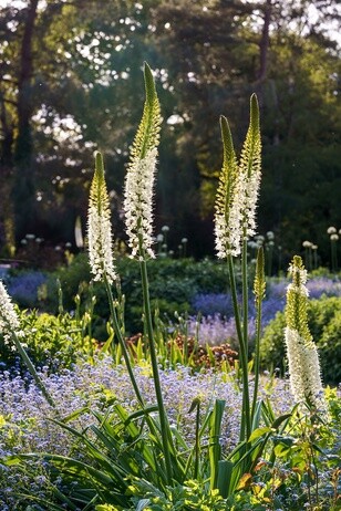 Eremurus: The Garden’s most sumptuous spires