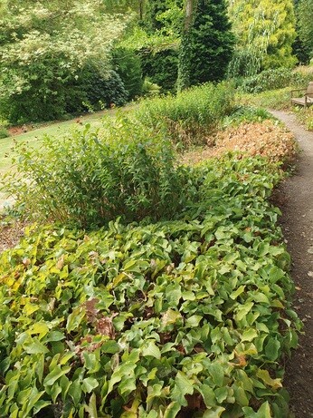 Listening to the Garden 