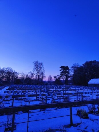 My year as a trainee at Beth Chatto's Plants & Gardens