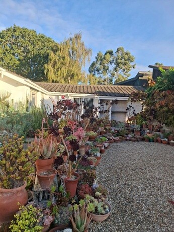 Weekly catch up with garden and propagation