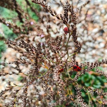 Wild Words from the Ground - September