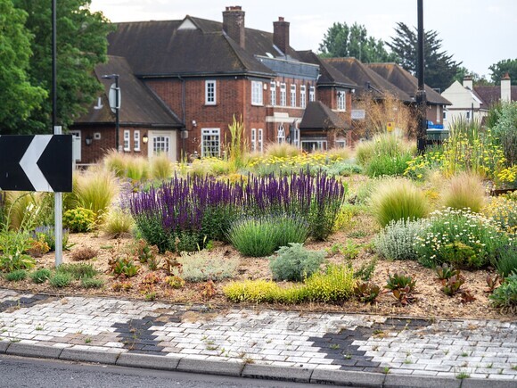 Planting on the Albert roundabout