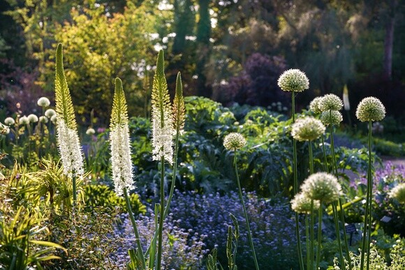 Eremurus: The Garden’s most sumptuous spires