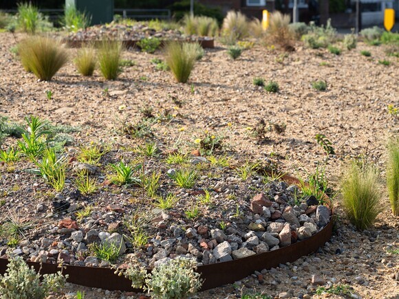 Planting on the Albert roundabout