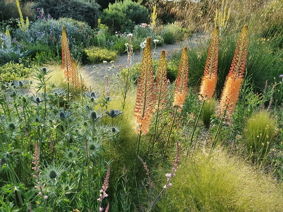 Eremurus: The Garden’s most sumptuous spires