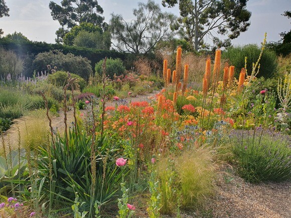 Eremurus: The Garden’s most sumptuous spires
