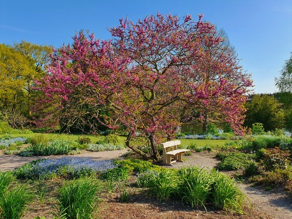Listening to the Garden 