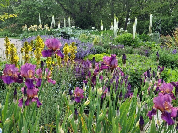 Eremurus: The Garden’s most sumptuous spires