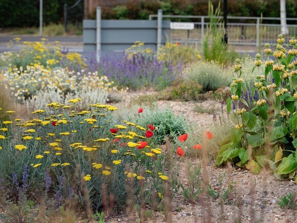 Planting on the Albert roundabout