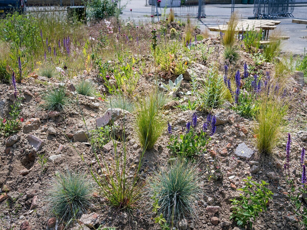Beth Chatto Meanwhile Garden plant list